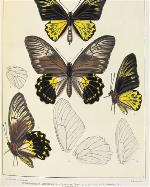 Icones Ornithopterorum by Robert Rippon, 1816-1917