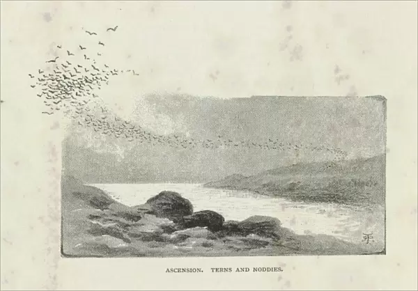 Ascension, Terns and Noddies