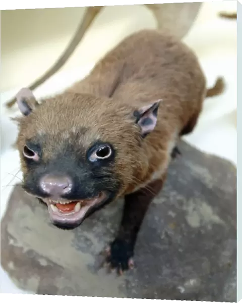 Sarcophilus laniarius, Tasmanian devil