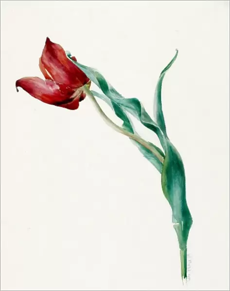 Design for Sketches -- a single tulip