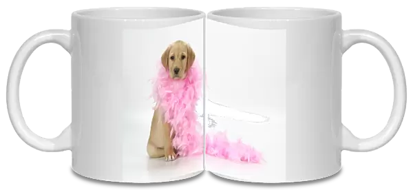 DOG. Labrador Retriever puppy (9 wks old) with pink feather boa