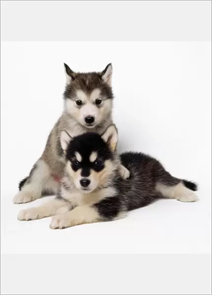 Alaskan Malamute Dog - puppies