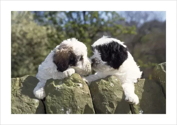 Polish Lowland Sheepdog - x2 puppies leaning over wall