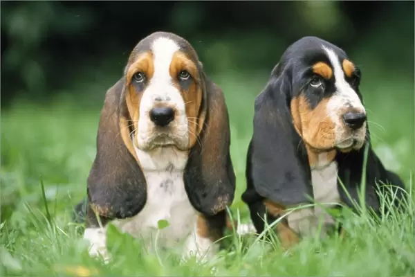 Basset Hound Dog - puppies x2