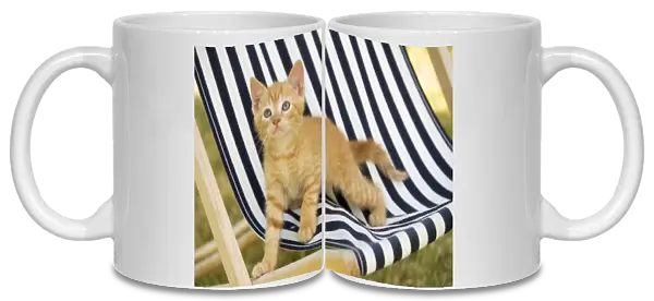 Cat - Ginger kitten on deckchair