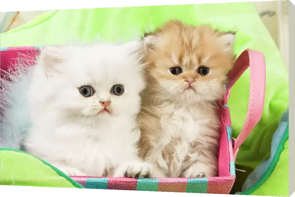 Cat - Persian kittens