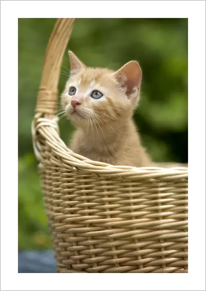 Cat - ginger tabby kitten in basket