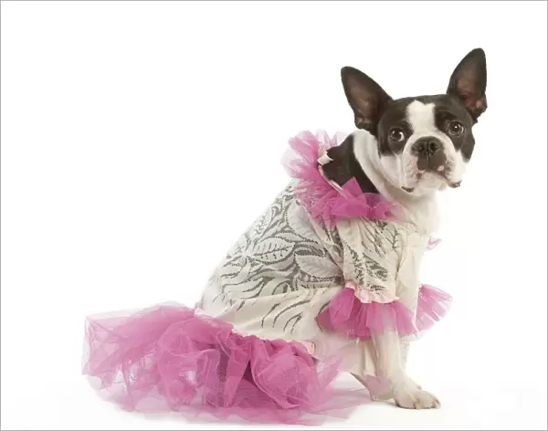 Dog - Boston Terrier dressed up in pink dress