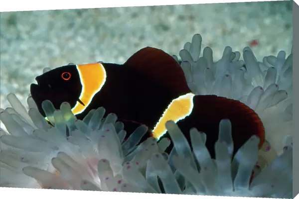 Spine-cheek Anemonefish - in Sea Anemone Tropical Indo-Pacific