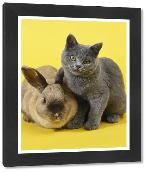 Rabbit & Cat - kitten