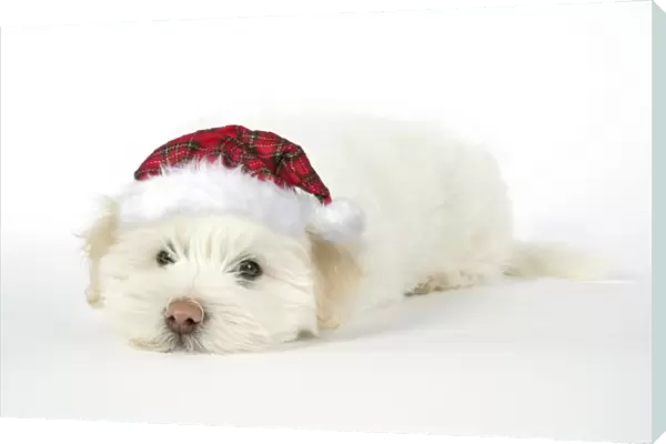 DOG. Coton de Tulear puppy ( 8 wks old ) wearing tartan cap