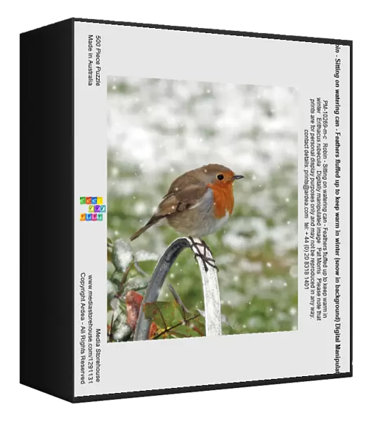 Robin - Sitting on watering can - Feathers fluffed up to keep warm in winter (snow in background) Digital Manipulation: falling snow