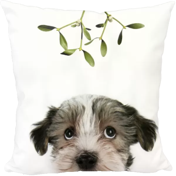 Dog. Lhasa Apso cross puppy (7 weeks old) sitting down looking up. Digital manipulation - added mistletoe