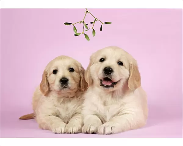 Dog. Golden Retriever puppies (6 weeks) lying down together under mistletoe Digital Manipulation: Mistletoe (Usher)