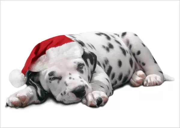 Dalmatian Dog - Puppy asleep, wearng Christmas hat