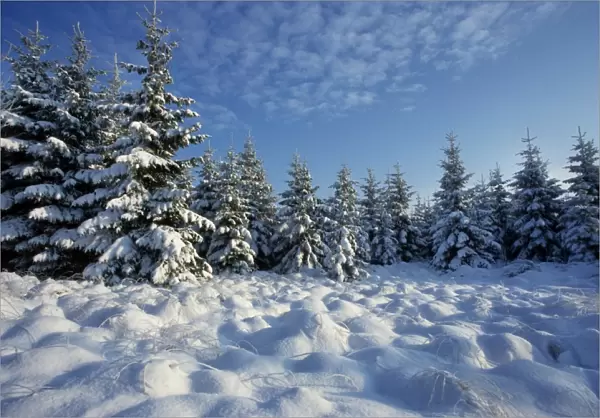Winter landscape with pine-wood and snow  /  Hautes fagnes  /  Belgium