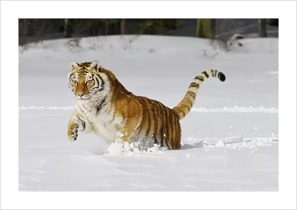 Siberian Tiger  /  Amur Tiger - in winter snow. C3A2169