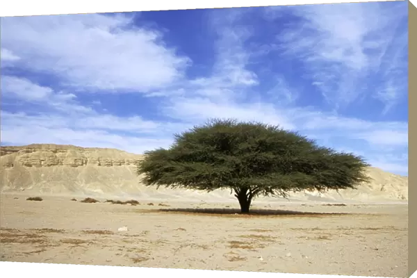 Egypt - Acacia tree in Arabian desert approx. 50 km from Hurghada town (Red Sea shore); typical scene in midday; January Eg39. 0062