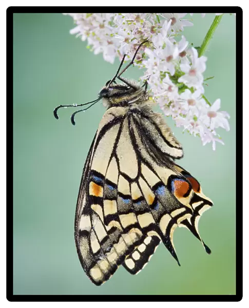 Swallowtail - on flower wings closed 005765