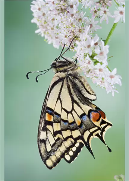 Swallowtail - on flower wings closed 005765