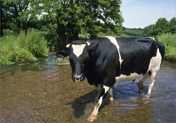 Friesian Cow - bull
