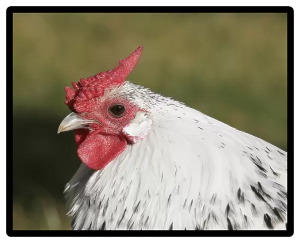 Chicken - Dwarf Cock of Hamburg