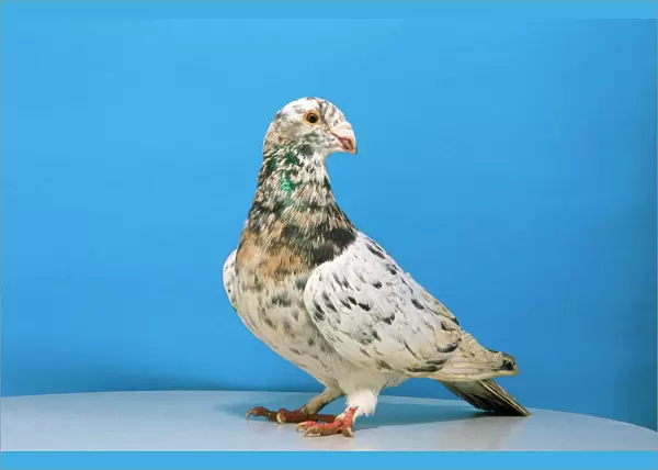 Grizzle Pigeon - male, domestic shoe breed