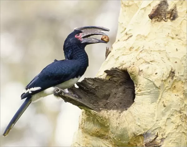 Trumpeter Hornbill - with food in beak