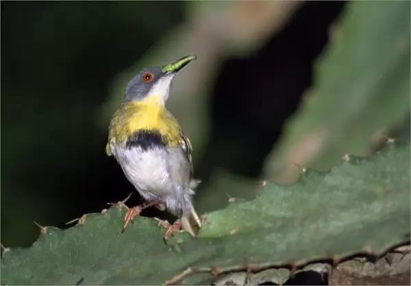 Yellow-breasted Apalis - with grub in beak