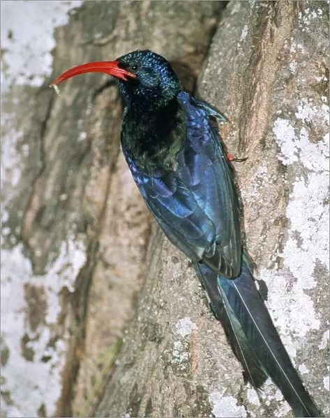 Red-billed Woodhoopoe - adult with grub at nest entrance Grahamstown, East Cape, South Africa