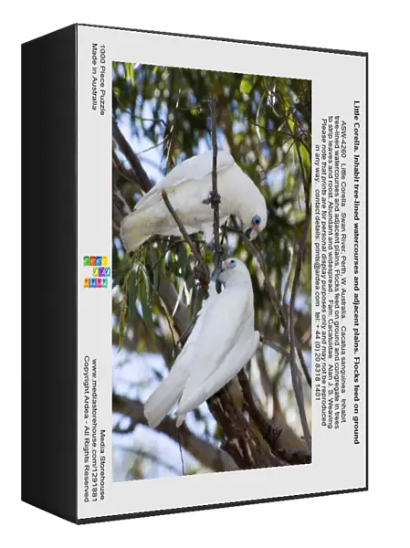 Little Corella. Inhabit tree-lined watercourses and adjacent plains. Flocks feed on ground and congregate in trees to strip leaves and roost. Abundant and widespread. Swan River, Perth, W. Australia