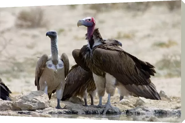 Lappet-faced (Aegypius tracheliotus) and White-backed Vulture (Gyps africanus) congregating at waterhole during heat of day. Lappet-faced Vulture threatened, mostly confined to major game reserves
