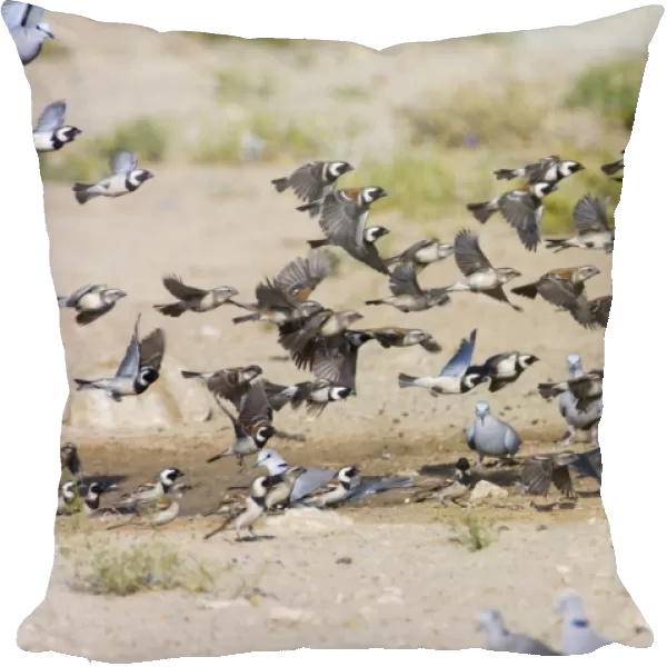 Cape Sparrows - Flock flying up in unison from waterhole. Feeds on seeds, small fruits, buds and insects. Near endemic, inhabiting grassland, grain fields and human habitation. Kgalagadi Transfrontier Park, Northern Cape, South Africa