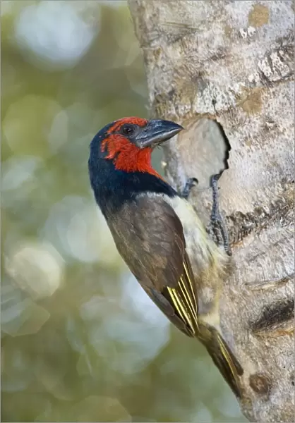 Black-collared Barbet attending nest in nesting box made from sisal stem. Sings synchronised duets. Frugivorous, also taking insects. Inhabits woodland, riparian and coastal dune forests