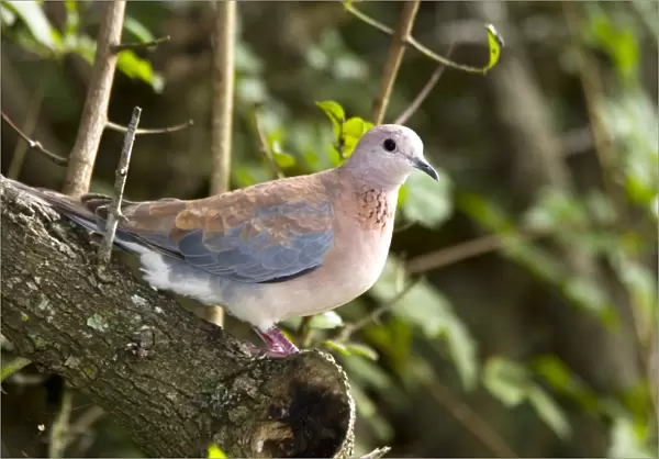 Laughing Dove on perch. The commonest South African dove, well adapted to gardens and cities. Inhabits diverse habitats, avoiding desert areas. Grahamstown, Eastern Cape, South Africa