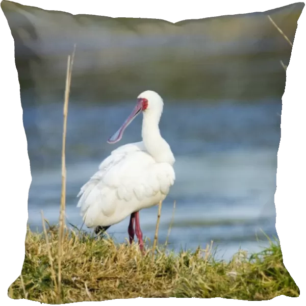 African Spoonbill. Andries Vosloo Kudu Reserve - nr Grahamstown - Eastern Cape - South Africa