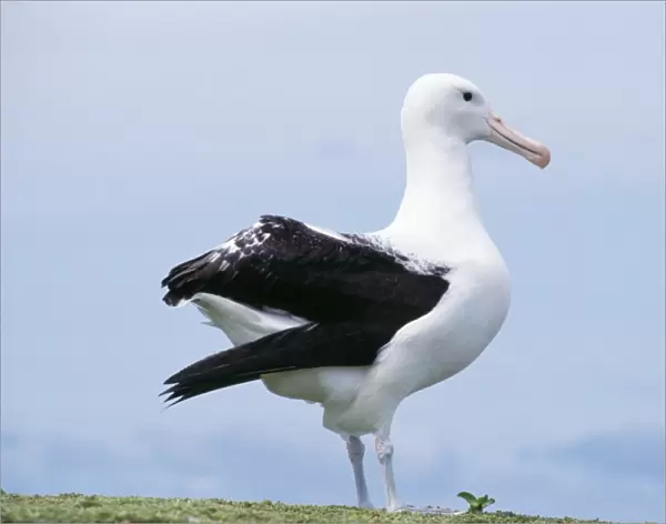 Northern Royal Albatross Chathan Islands New Zealand
