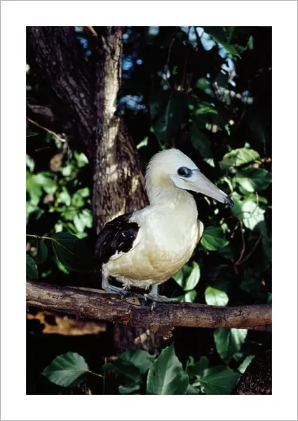 Abbotts booby now breeds only on Christmas Island, Indian Ocean (Australia)