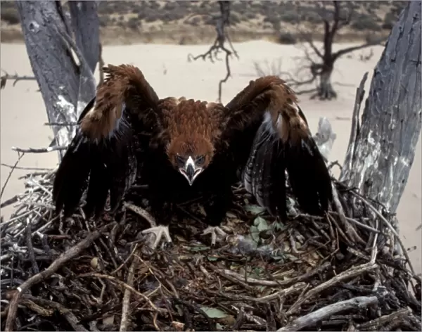 Wedge-tailed eagle - fledgling in threat pose, on nest