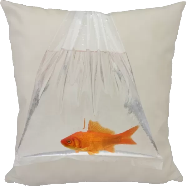Goldfish - in bag UK