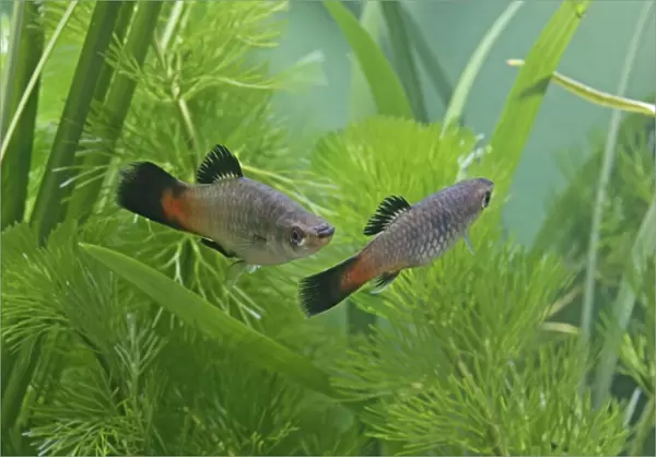 Rainbow platy – pair side view by weeds- tropical freshwater - variant 002627