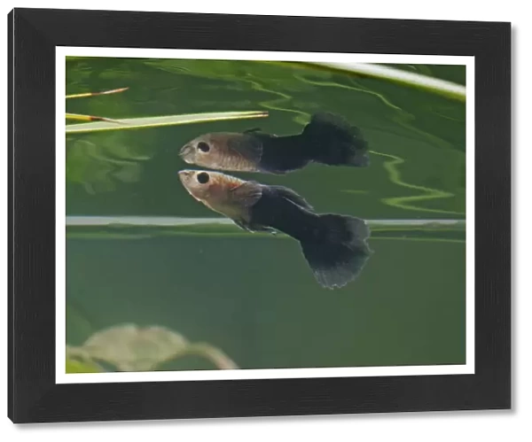 Guppy  /  Millionfish - male with reflection - tropical freshwater – variant - originally South & Central America 002746