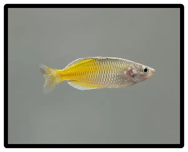 Boeseman's Rainbow fish – side view grey background tropical freshwater New guinea 002123