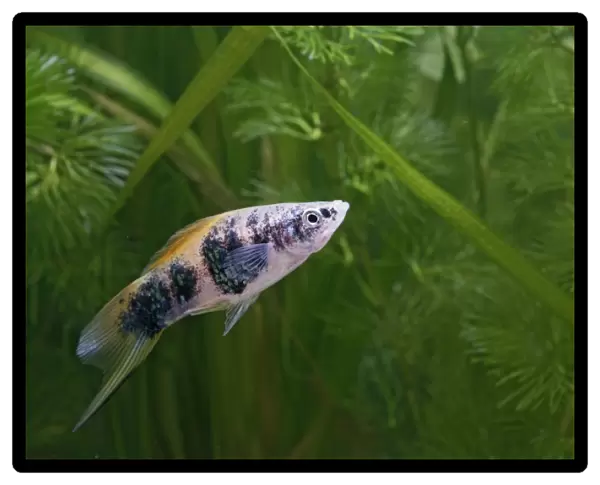 Swordtail Fish – male side view by weeds Dist: C America UK