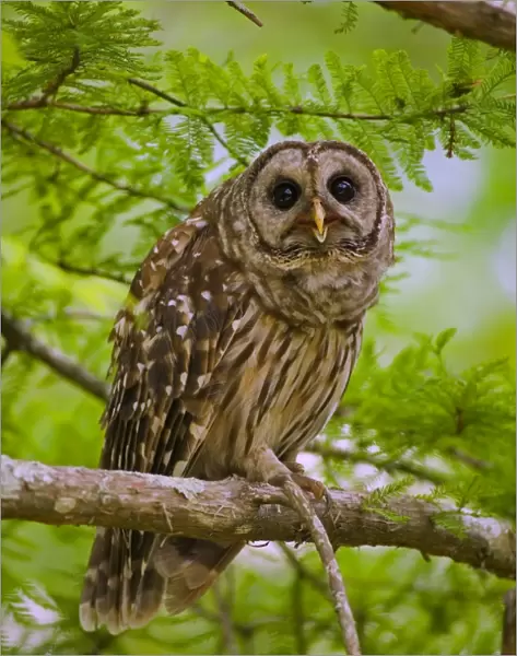Barred Owl - In cypress tree-Common in dense coniferous forests and mixed woods of river bottoms or swamps-chiefly nocturnal but more likely than most owls to be heard in daytime-found in most of Eastern U. S