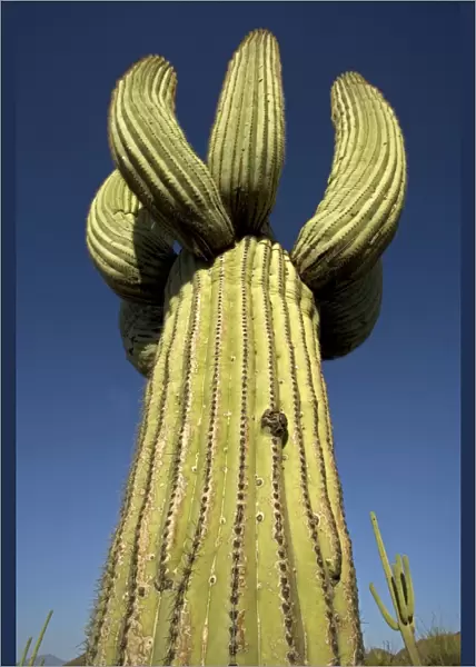 Saguaro Cactus (Carnegiea gigantea) - Cristate Form - Sonoran Desert - Arizona - Cristate form may be a genetic variant and occurs in about one in two hundred thousand individuals - Record height: 78 feet - Average mature height: 18 to 30 feet