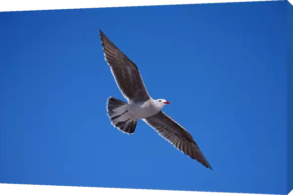 Heermann's Gull - Adult - Soaring - Sonora Mexico