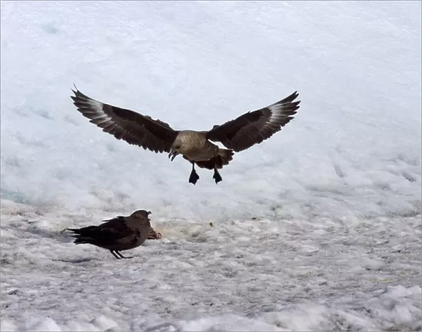 Brown (Subantarctic) Skua. Quarreling over carcass on the ice, Oct Antarctic