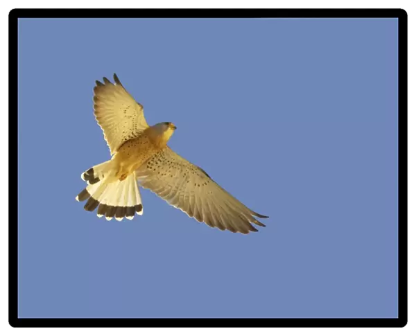 Lesser Kestrel - Male in flight. Extremadura, Spain BI002794