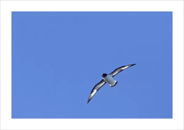 Pintado or Cape Petrel - In flight South Orkney Islands, Antarctica. BI007423